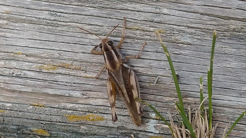 2024-09-16 18.51.11 Differential Grasshopper (Melanoplus differentialis)